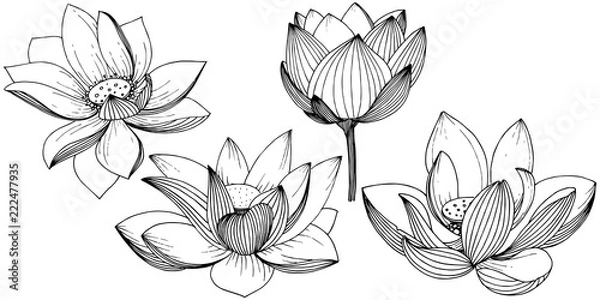 Obraz Vector lotus flower. Floral botanical flower. Isolated illustration element. Full name of the plant: lotus. Vector wildflower for background, texture, wrapper pattern, frame or border.