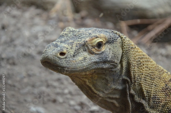 Fototapeta Komodo Dragon, the largest lizard in the world