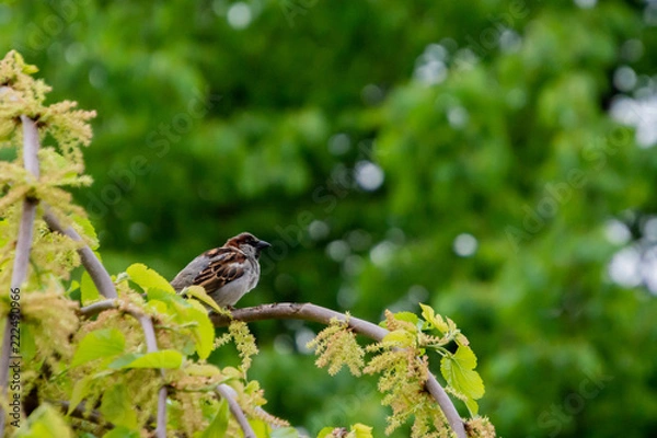 Fototapeta Bird on tree