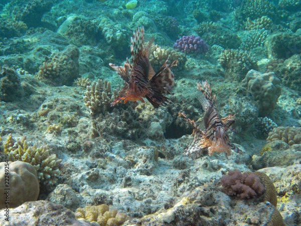 Fototapeta Feuerfisch