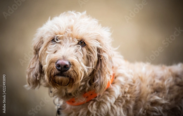 Obraz The Golden Labradoodle
