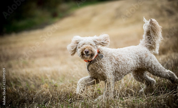 Obraz The Golden Labradoodle