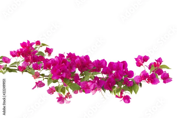 Fototapeta bougainvilleas isolated on white background.