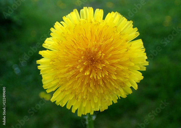 Obraz dandelion yellow flower