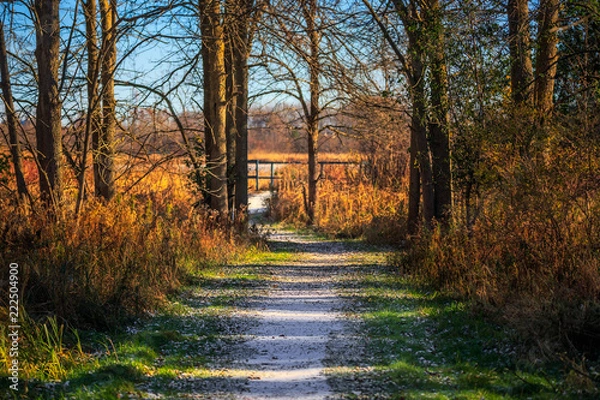 Fototapeta A path in the woods with a light dusting of snow