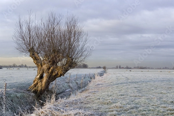 Obraz the frozen willow