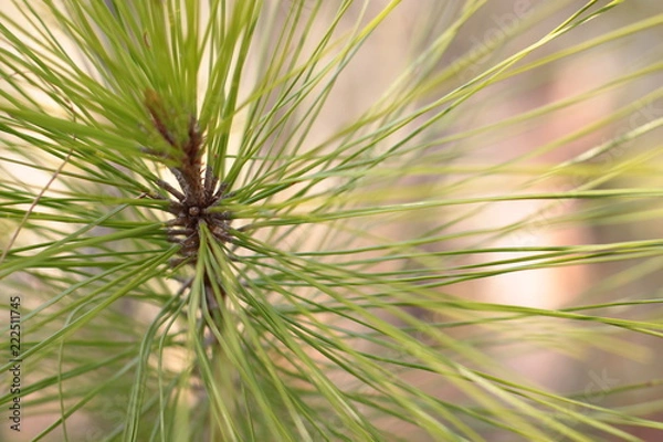Obraz soft loblolly pine