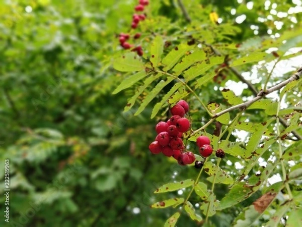 Fototapeta Red Berries groing on a tree in a forest