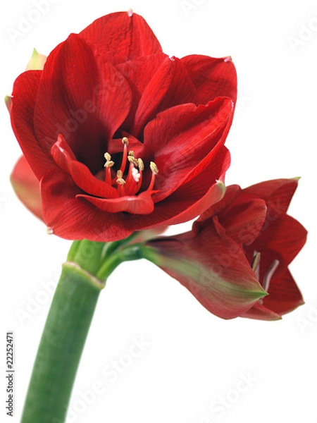 Obraz Amaryllis flower