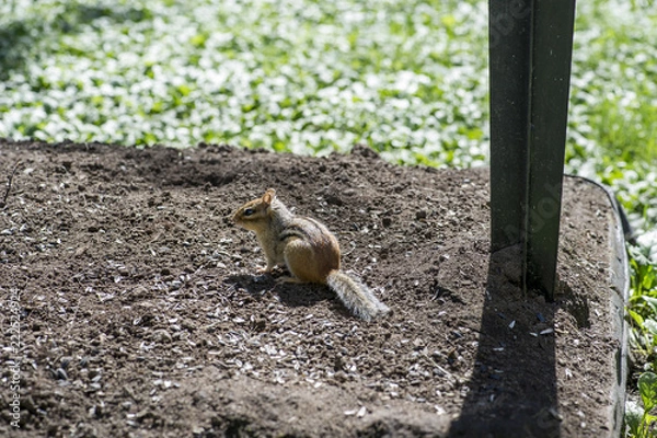 Fototapeta Chipmunk