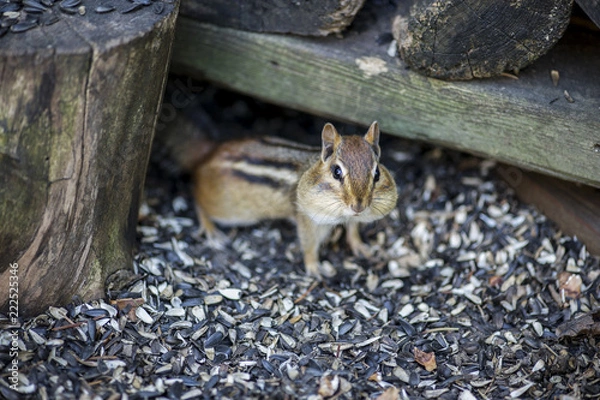 Fototapeta Chipmunk
