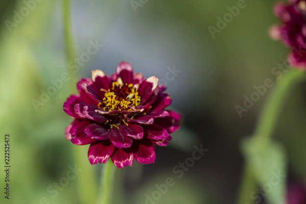 Obraz Aztek Zinnia