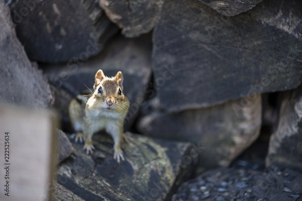 Fototapeta Chipmunk