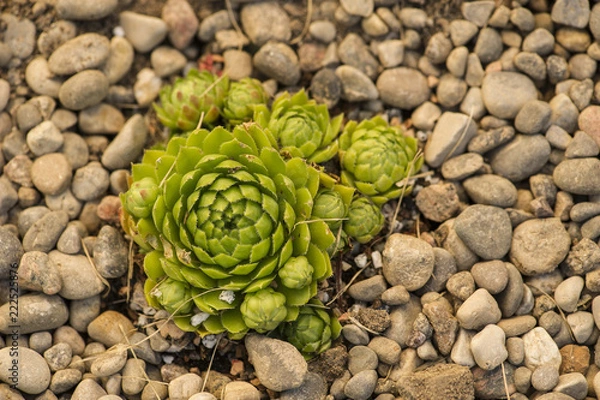 Obraz Hen & Chicks
