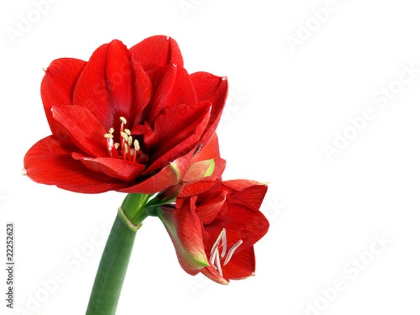 Obraz Kwiat amarylis