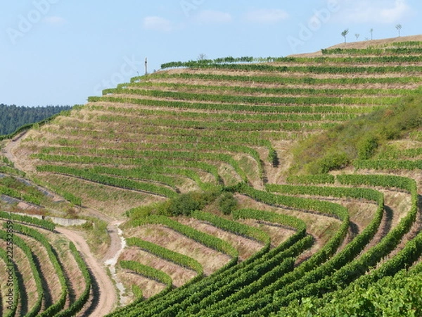 Fototapeta Nahe-Weinberge bei Wallhausen / Nahe