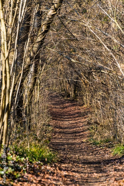 Obraz Chemin dans la fôret