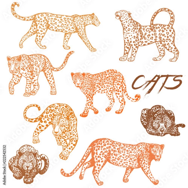 Fototapeta Set of hand drawn sketch style leopards isolated on white background. Vector illustration.