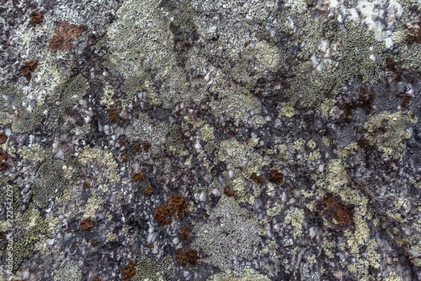 Fototapeta lichen on a rocks a camo style background. Natural moss texture