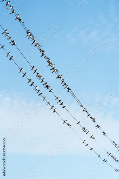 Obraz A lot of birds are sitting on power wires.