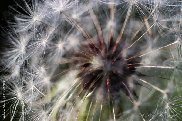 Fototapeta Close up view of dandelion with gentle soft seedlings