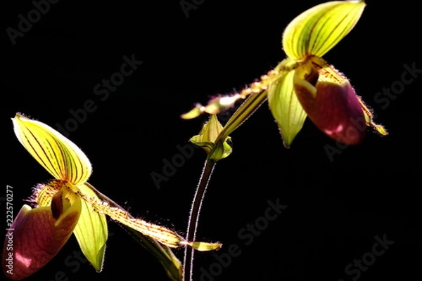 Obraz orchid on black background