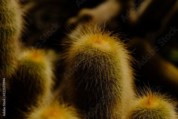 Obraz cactus in bloom
