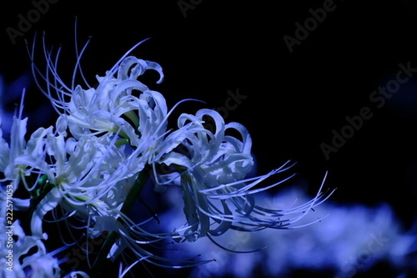 Obraz blue abstract background