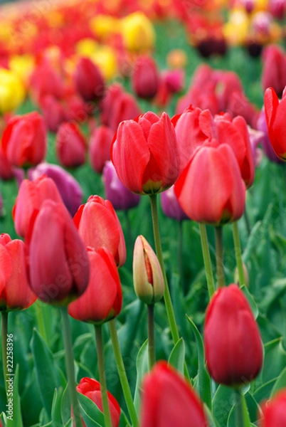 Obraz Colorful tulips