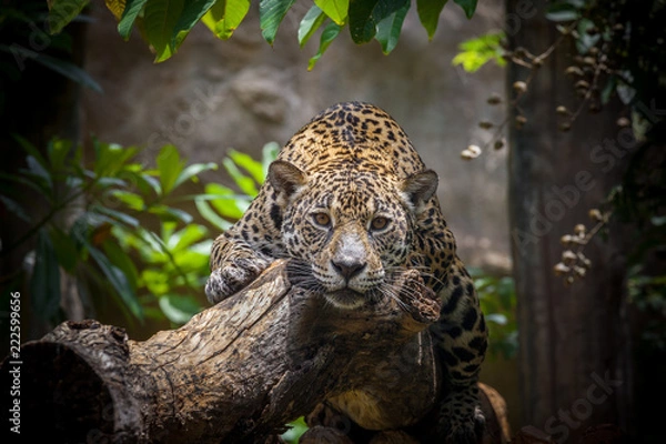 Fototapeta leopard in tree