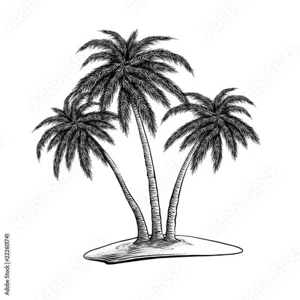 Fototapeta Hand drawn sketch of palm trees in black isolated on white background. Detailed vintage style drawing. Vector illustration
