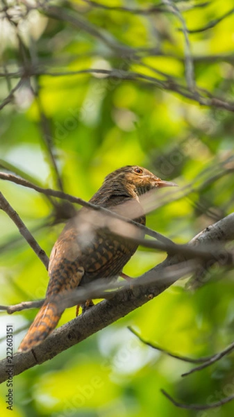 Fototapeta Bird (Plaintive Cuckoo) in a nature wild