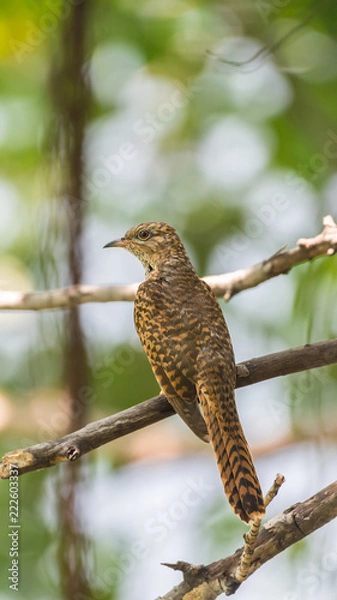 Fototapeta Bird (Plaintive Cuckoo) in a nature wild