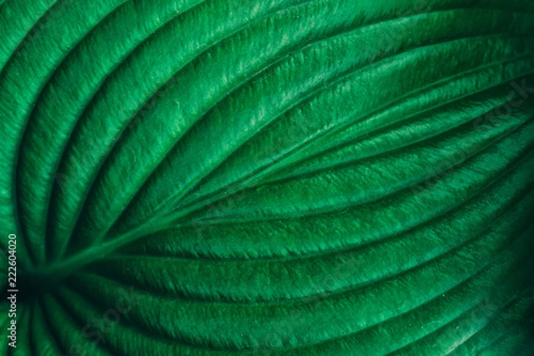 Obraz Plant leaf texture. Abstract green nature background