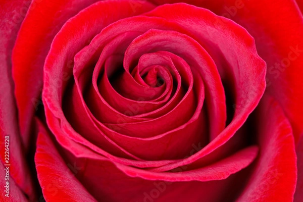 Fototapeta fragancia