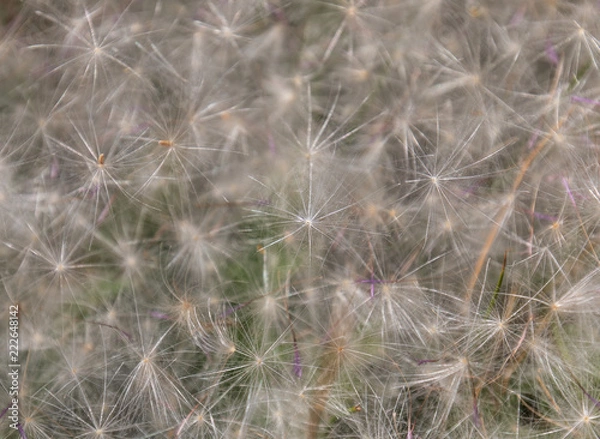 Fototapeta Close up of dandelion seed laying on grass
