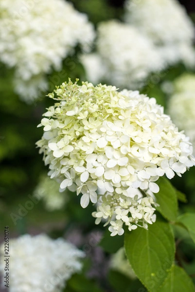 Obraz white blooming hydrangea branch (close up and vertically)