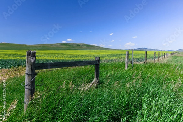 Obraz Flowers fill a field across the prarie on a beautiful summer day in Alberta, Canada