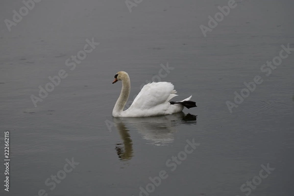 Obraz Schwan