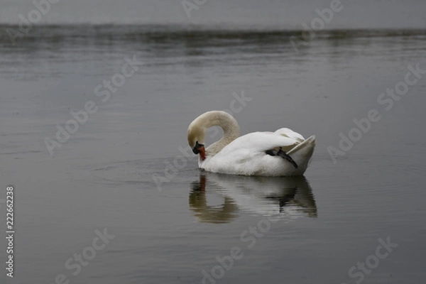 Obraz Schwan