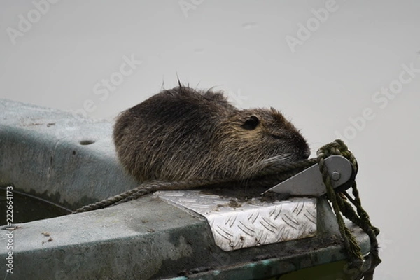 Obraz Nutria