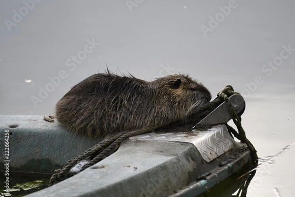 Obraz Nutria