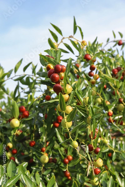 Fototapeta jujubes