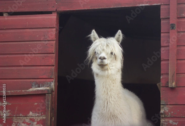 Fototapeta muzzle of white llama alpaca with bangs