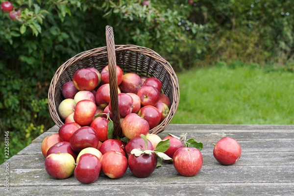 Obraz Organic red apples in a basket on the old table