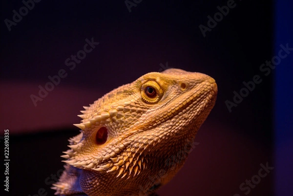 Obraz Bearded dragon