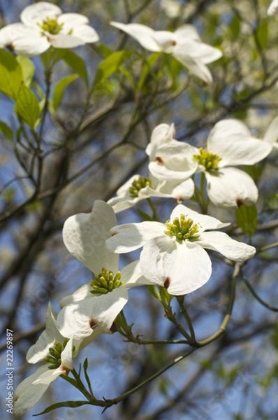 Obraz ハナミズキの花