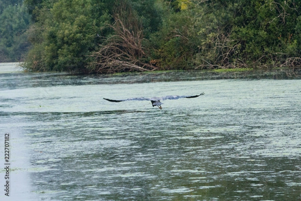 Obraz flying great blue heron