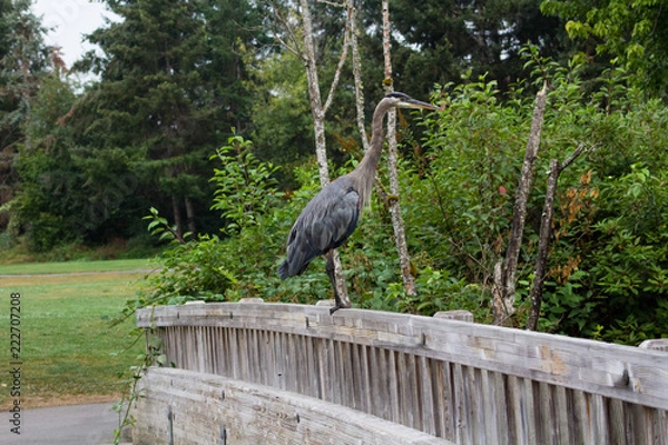 Obraz great blue heron