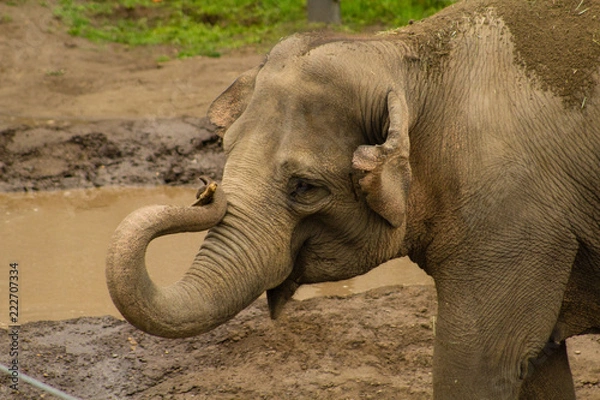Fototapeta elephant twisted trunk